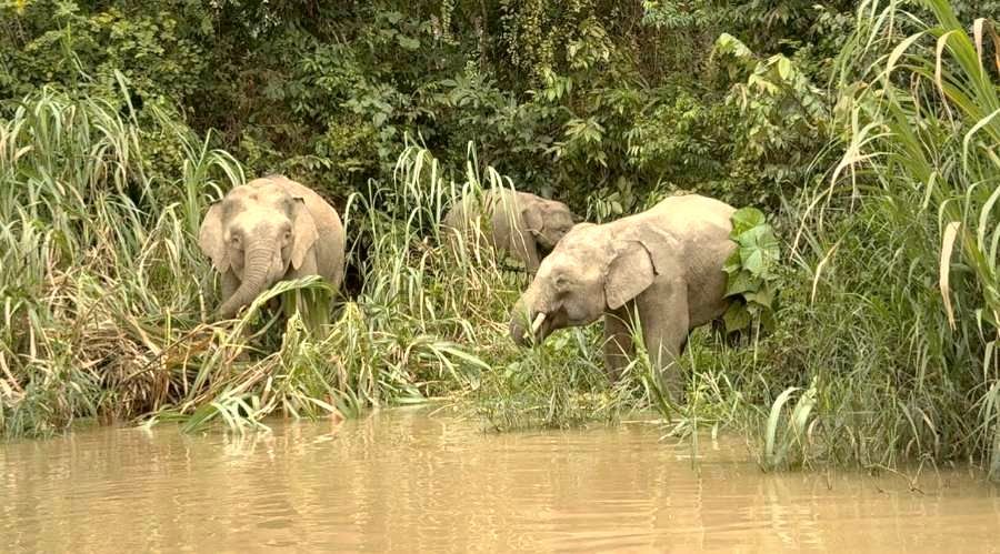 Gajah pygmy Borneo makan di tebing sungai