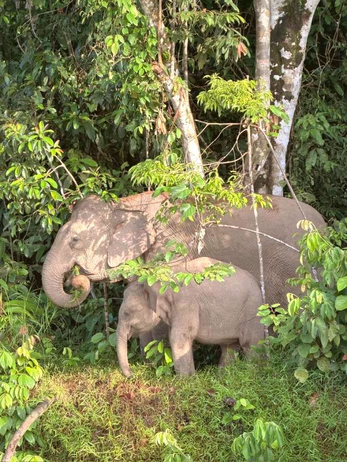 Gajah pygmy Borneo di pinggir hutan