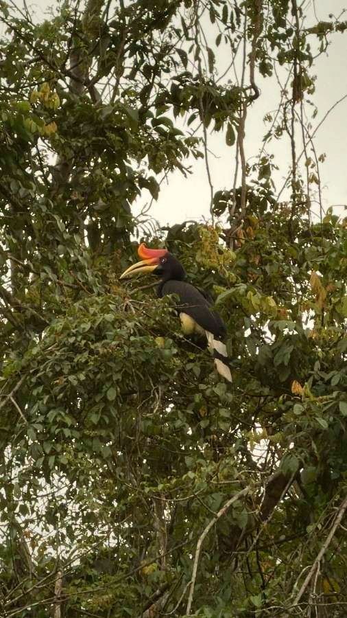 Burung enggang badak di atas pokok