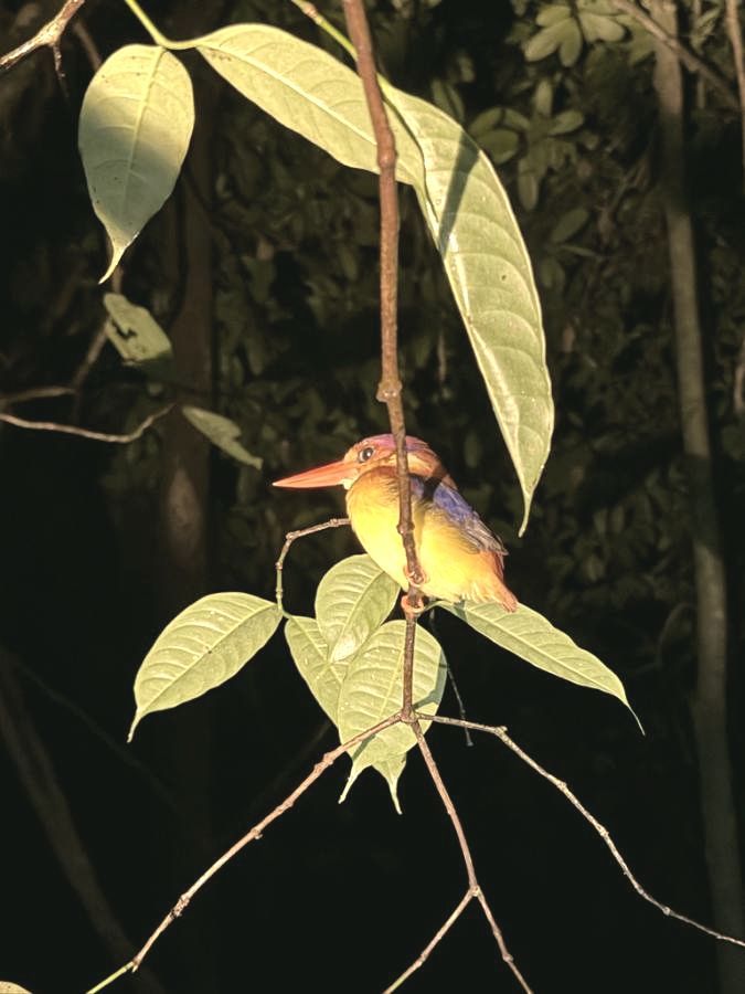 Burung pekaka kecil di atas dahan pada waktu malam