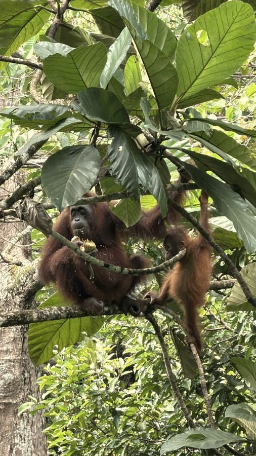 Ibu orang utan dan anaknya makan di atas pokok