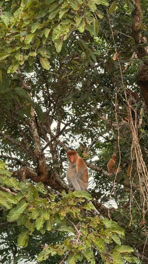 Monyet belanda di pokok tepi sungai