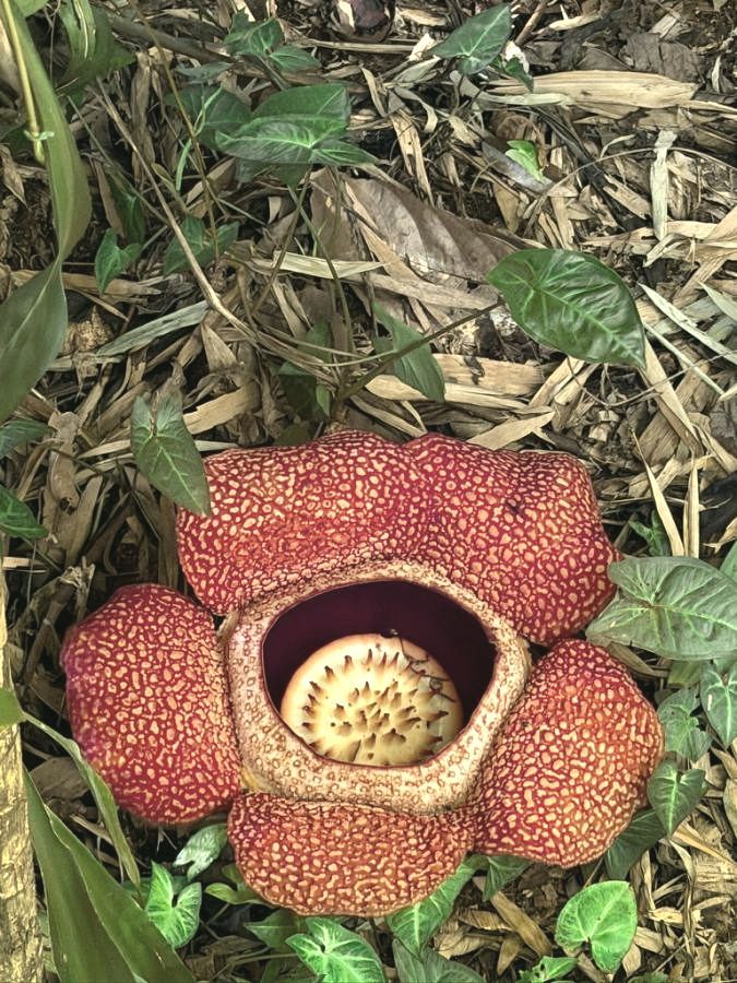 Bunga rafflesia mekar di lantai hutan