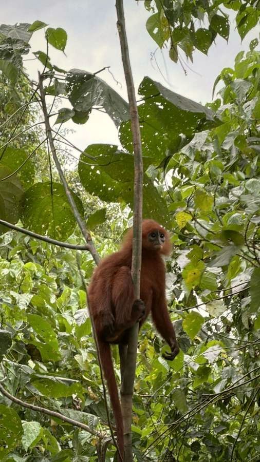 Lotong merah di kanopi hutan
