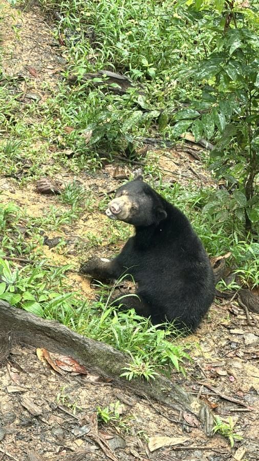 Beruang madu Borneo di lantai hutan
