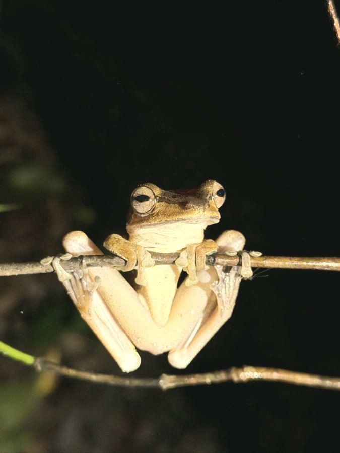 Katak pokok di atas ranting halus pada waktu malam